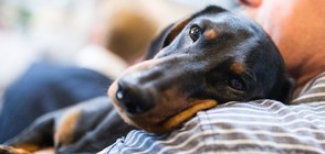 Хората с кучета са по-здрави от тези без домашни любимци (ГАЛЕРИЯ)