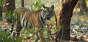 Природозащитници бият тревога: Животът на Земята на път да изчезне (ВИДЕО+СНИМКИ)