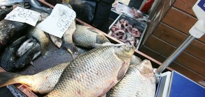 НАП откри нарушения при търговци на риба