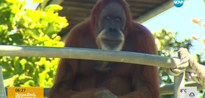 Най-възрастният орангутан на света е на 60 години (ВИДЕО)