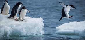 Създават най-голямата водна защитена зона в Антарктика