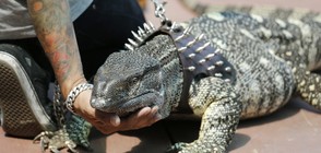Вижте едни от най-екзотичните домашни любимци (ГАЛЕРИЯ)