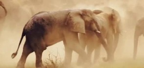 Принц Хари с призив за защита на слоновете (ВИДЕО+СНИМКИ)