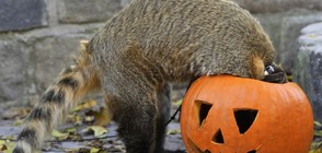 Животни от няколко зоопарка получиха лакомства за Хелоуин (ВИДЕО+СНИМКИ)