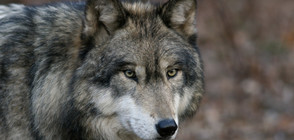 Вълк избяга от зоологическа градина, разходи се сред посетителите