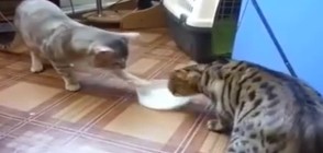 Котки се опитват да разделят купичка с мляко (ВИДЕО)