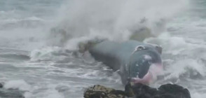 Доброволци в Чили спасиха кит в безпомощно състояние (ВИДЕО)