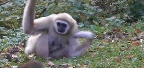Плъх изплаши маймуни в зоопарк (ВИДЕО)