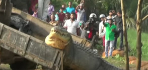 Огромен крокодил изплува в канал на река в Шри Ланка (ВИДЕО)