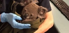 В Австралия откриха коала в чантата на 50-годишна жена (СНИМКИ)