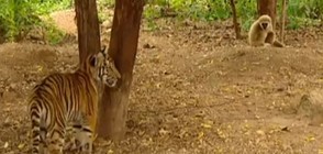 Гибон тормози тигри за забавление (ВИДЕО)