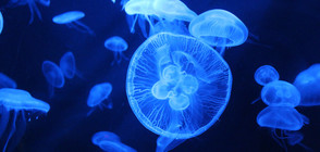 Евакуираха плувци заради медузи по време на маратон