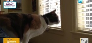 Забавно от Vbox7: Необмислени скокове на котки (ВИДЕО)