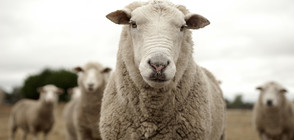 Възпитана овца сама си пуска чешмата (ВИДЕО)