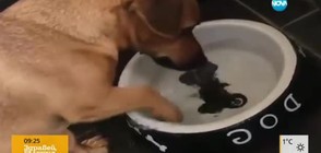 Куче гони нарисуван кокал (ВИДЕО)