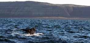 НЕОЧАКВАНО: Забелязаха кит до Статуята на свободата
