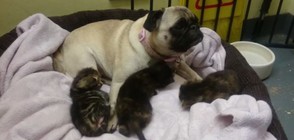 Мопс осинови три малки котета (ВИДЕО)