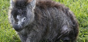 Вомбат - симпатичното животно, което се бори с крастата (ВИДЕО+СНИМКИ)