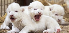 Пет интересни факта за лъвовете (ВИДЕО)