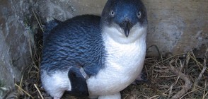 В Нова Зеландия построиха специален тунел за пингвини (ВИДЕО)