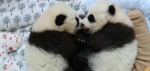 Търсят имена за две сладки бебета панди (ВИДЕО)