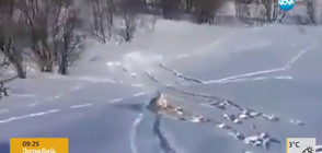 И кучетата обичат да се пързалят в снега (ВИДЕО)