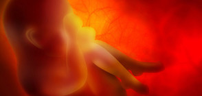 Създадена е интерактивна карта на развитието на човешкия ембрион
