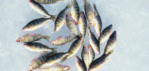 Да караш кънки върху лед със замразени риби (ВИДЕО)