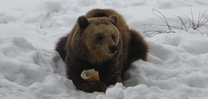 Снежна премяна и за Парка за танцуващи мечки (СНИМКИ)