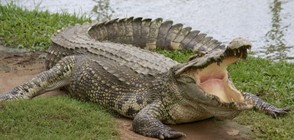 Египет ще започне износ на крокодили през 2020 г.