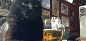 Къде може да изпиете по бира с... котка? (ГАЛЕРИЯ)