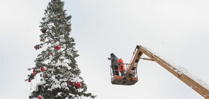 Коледната елха в София грейва на ново място