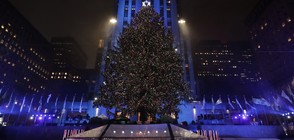 29-метрова елха грейна в Ню Йорк (ВИДЕО+СНИМКИ)