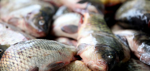 ПРЕДИ НИКУЛДЕН: Масови проверки на рибни борси и тържища