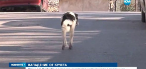 Бездомни кучета нападнаха жена в Хасково