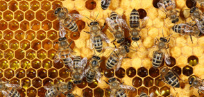 Има ли живот без пчели?
