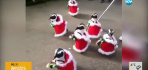 Пингвини, облечени като Дядо Коледа (ВИДЕО)