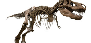 Французин купи скелет на динозавър за 1,1 млн. евро