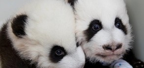Бебетата панди от зоопарка в Атланта вече имат имена (ВИДЕО+СНИМКИ)