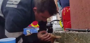 Пожарникар спаси куче с дишане уста в уста и сърдечен масаж (ВИДЕО)