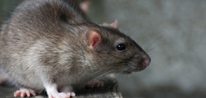 Експерти: Плъховете в Брюксел са три пъти повече от хората