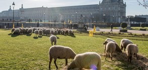 НА ПАША КРАЙ ЛУВЪРА: Фермери протестират с овцете си в Париж (ВИДЕО+СНИМКИ)