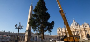 Жителите на Рим не харесаха коледното дърво (СНИМКА)