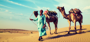 Сомалийски терористи откраднаха 2000 камили