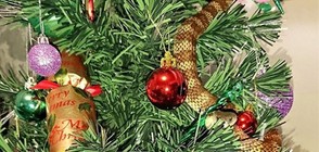 Смъртоносна змия "се маскира" като гирлянд на коледна елха (СНИМКА)