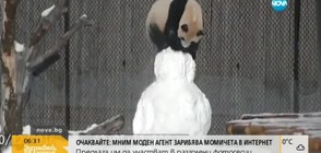 Панда срещу снежен човек – кой ще победи? (ВИДЕО)
