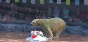 Ледени деликатеси за 26-ия рожден ден на полярна мечка (ВИДЕО)