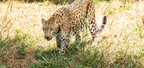 ТРЕВОЖНА ТЕНДЕНЦИЯ: Гепардите са застрашени от изчезване повече от всякога