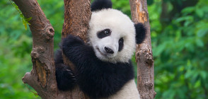 Панда рани тежко служител в център за опазване на животните