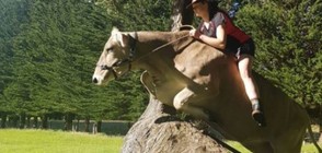 Момиче язди крава вместо кон и прескача препятствия (ВИДЕО)